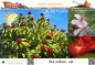 Preview: Bixa orellana 'red', Lippenstiftbaum, Annattostrauch, Orleans Tree, 20 Samen